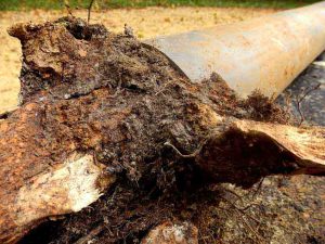 Pipe lines with tree roots replacement Seattle, WA