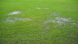 Waterlogged lawn from broken sewer line