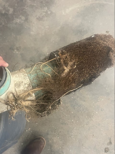 Sewer Lines with Tree Roots in Tacoma, WA