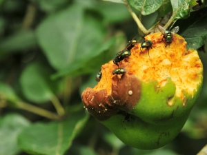 How to Get Rid of Fruit Flies in Drain