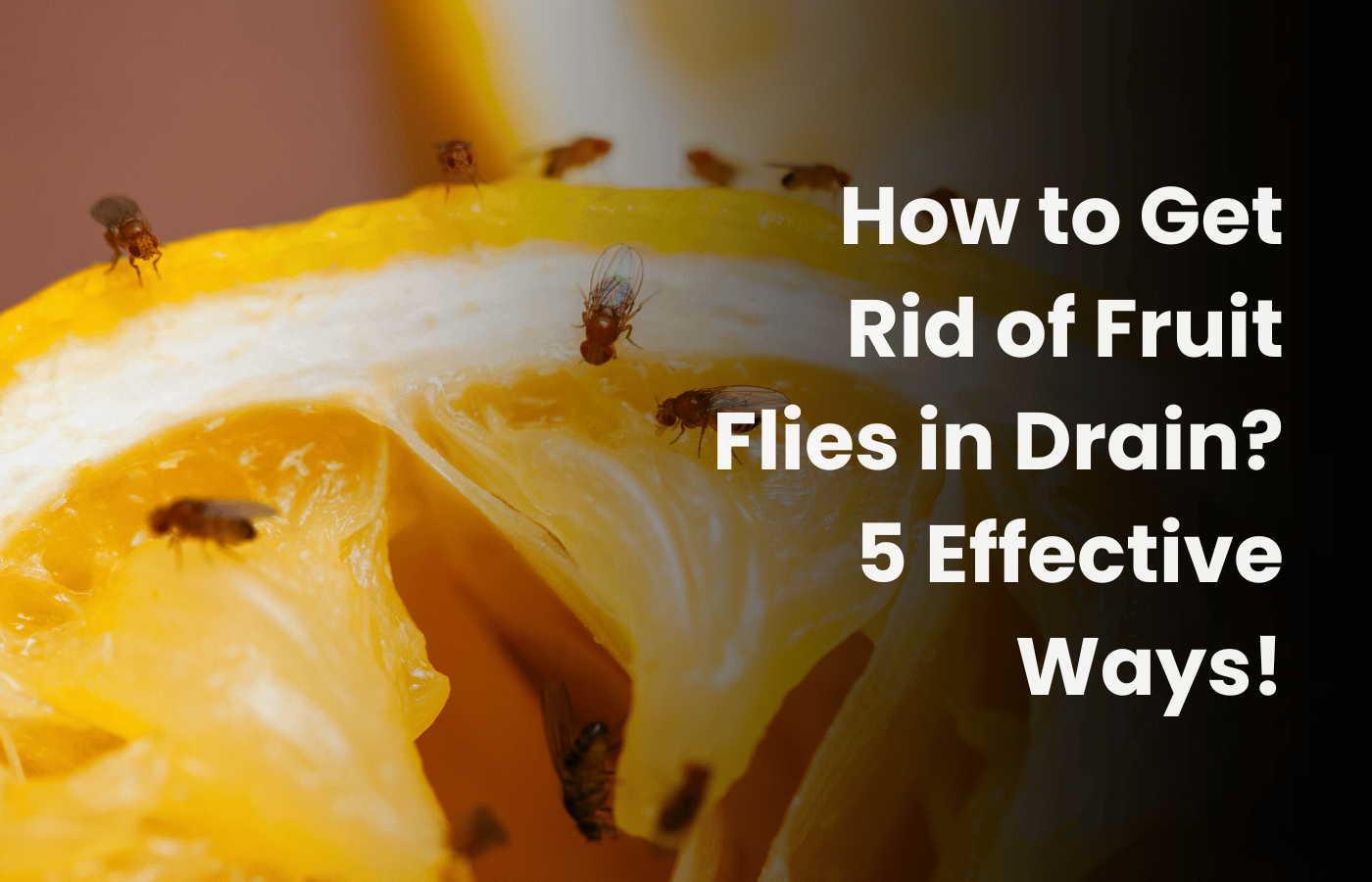 How to Get Rid of Fruit Flies in Drain