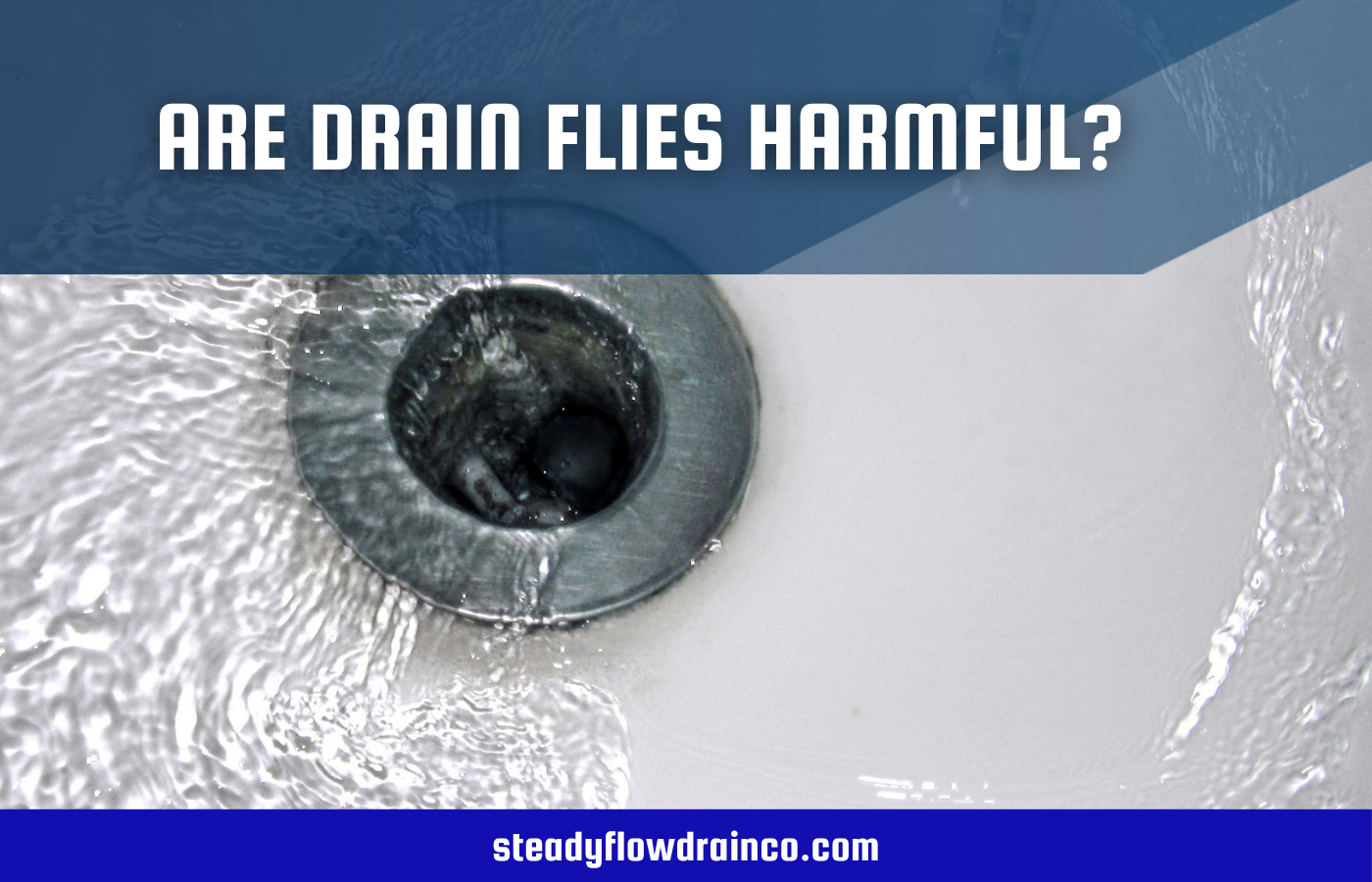 Are Drain Flies Harmful?